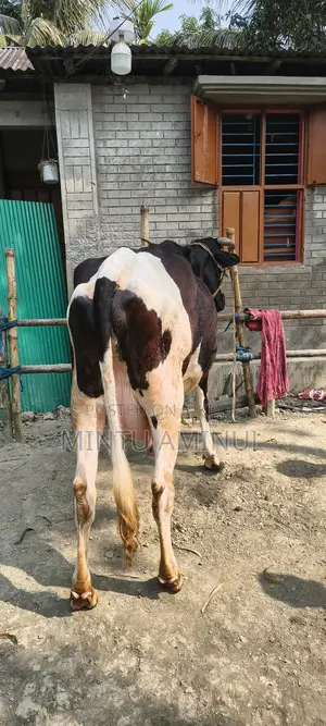 Milch Cow for Sale with Calf, 11-12 Liters Milk Yield, 4 Teeth