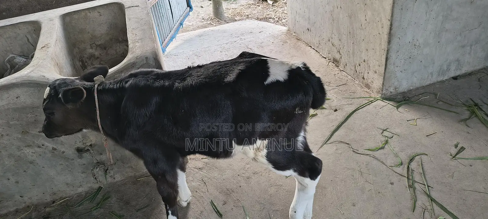 Milch Cow for Sale with Calf, 11-12 Liters Milk Yield, 4 Teeth