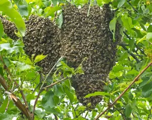 Beehive for Sale with Bees