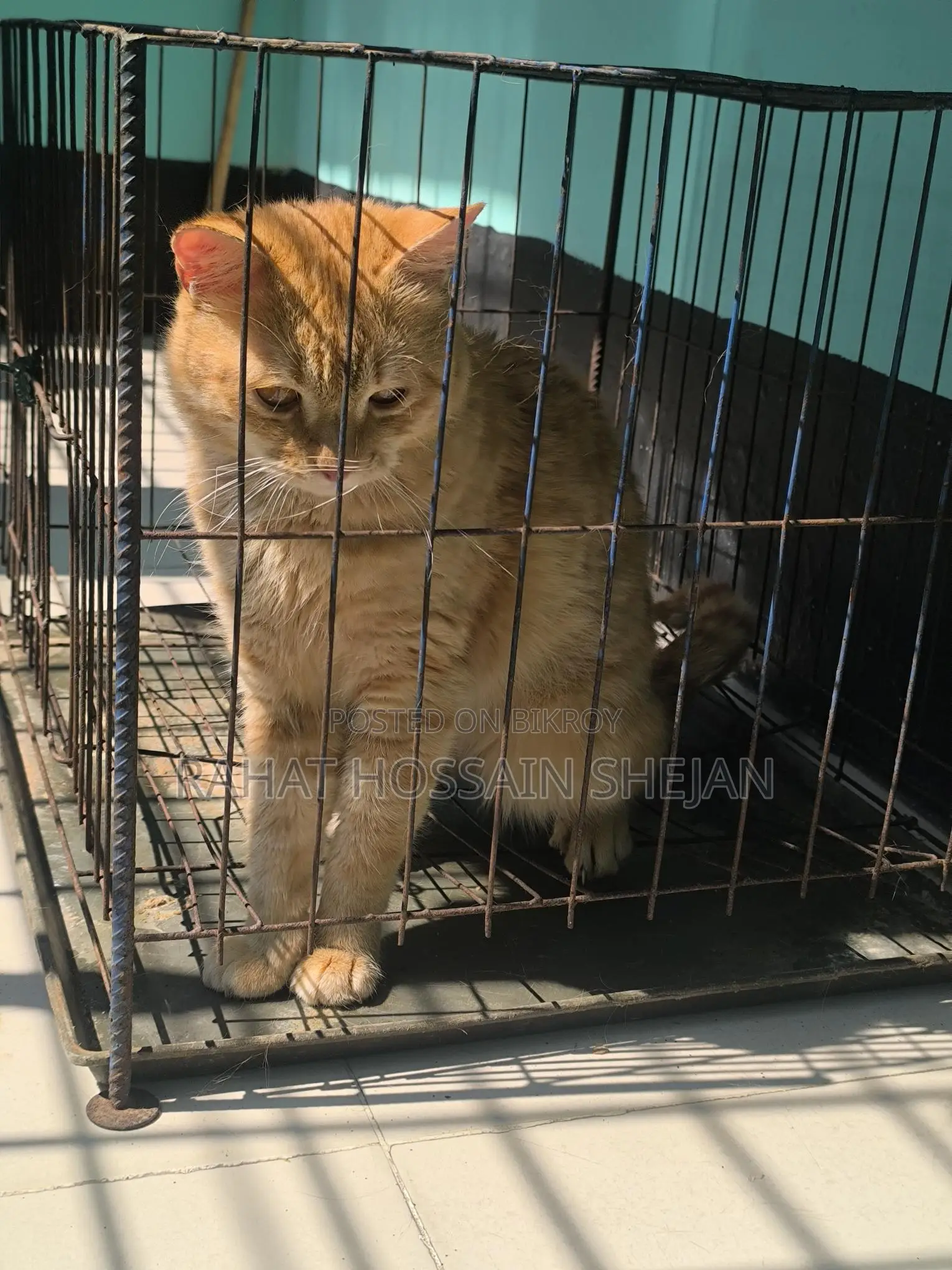Mixed Breed Persian Cat Sale Post