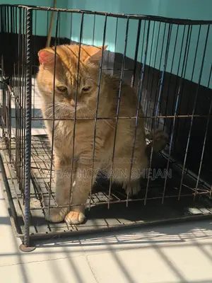 Mixed Breed Persian Cat Sale Post