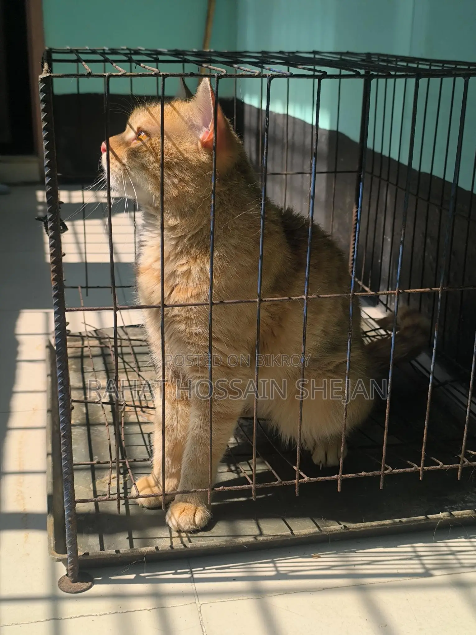 Mixed Breed Persian Cat Sale Post