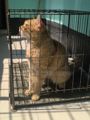 Mixed Breed Persian Cat Sale Post