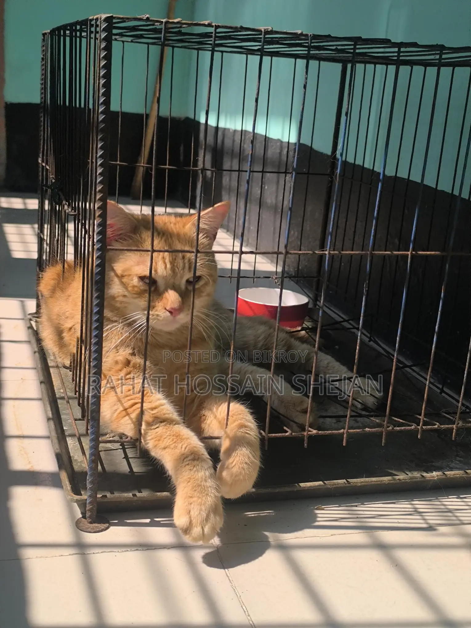 Mixed Breed Persian Cat Sale Post