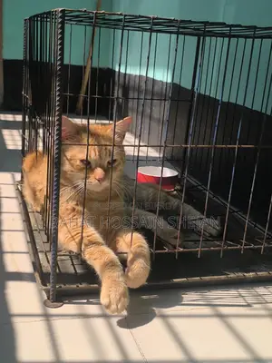 Mixed Breed Persian Cat Sale Post