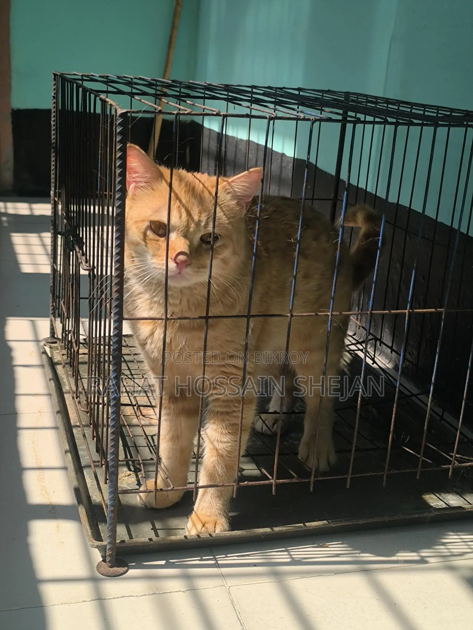 Mixed Breed Persian Cat Sale Post