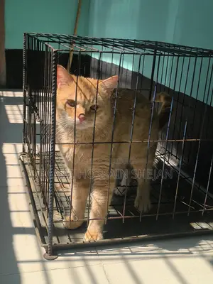 Mixed Breed Persian Cat Sale Post