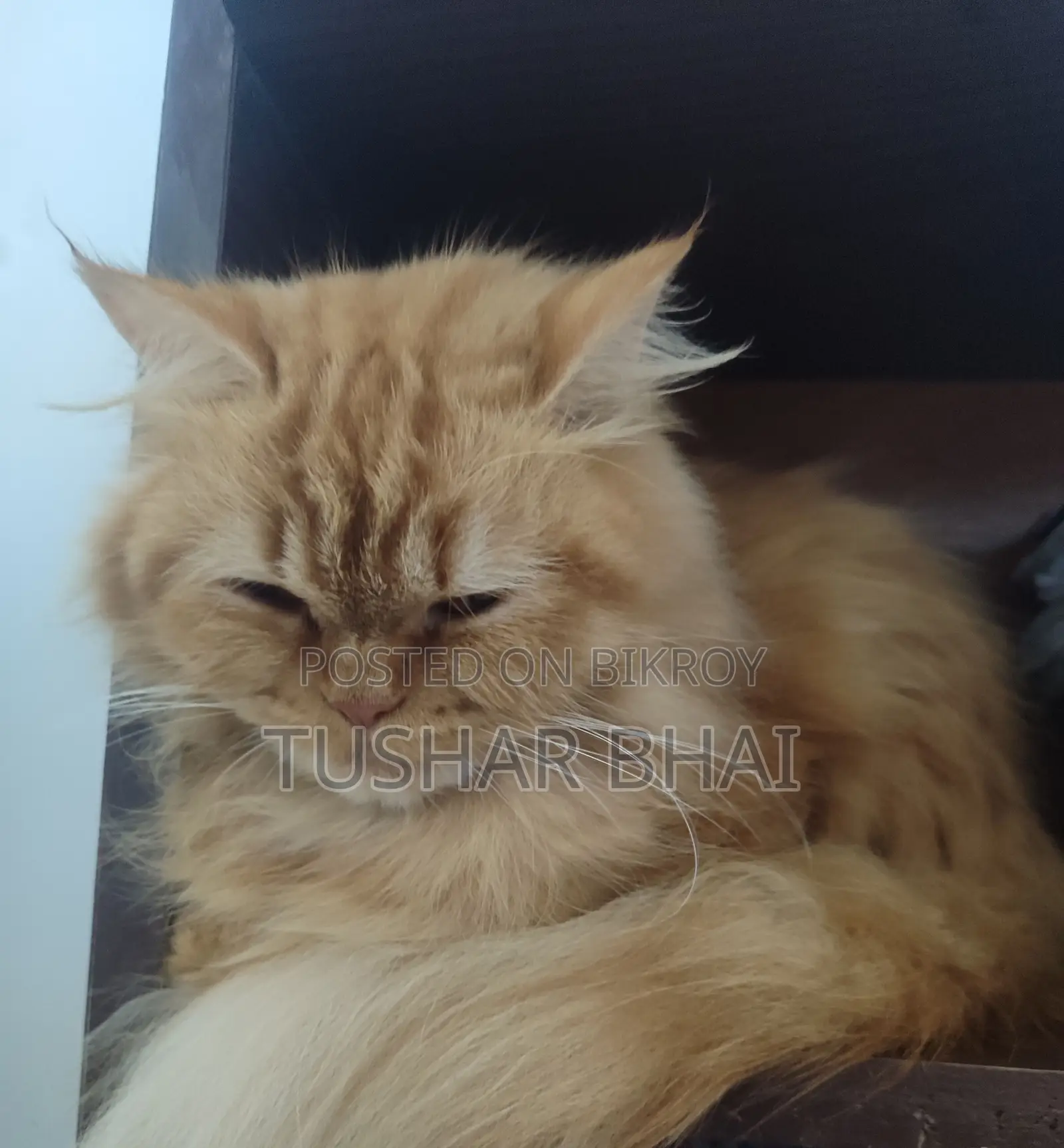 Persian Cat for Sale