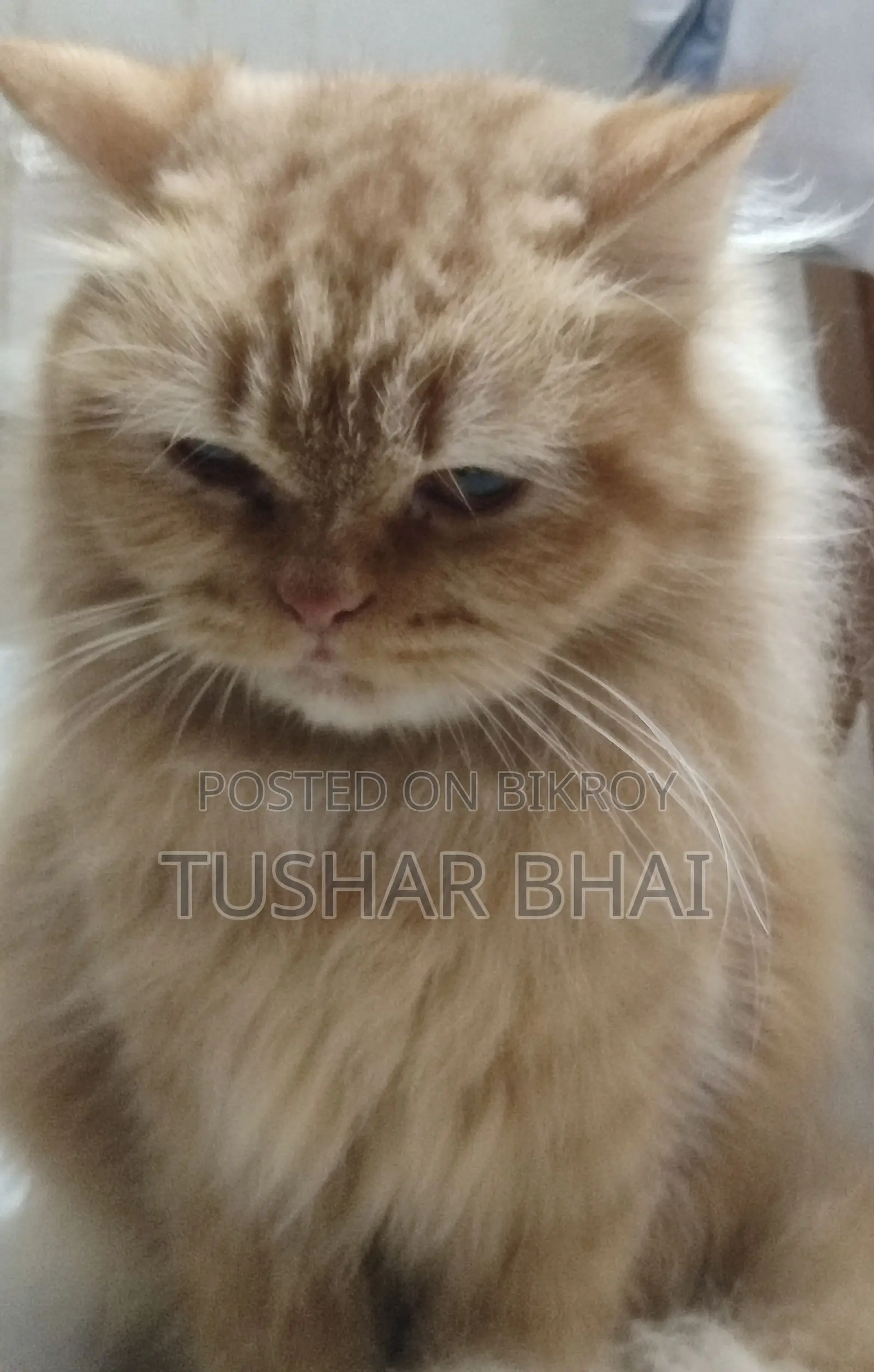 Persian Cat for Sale