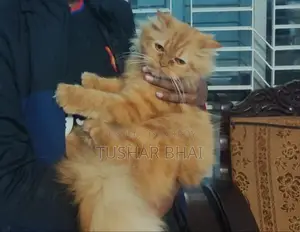 Persian Cat for Sale