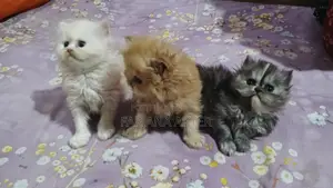 Selling 2 Persian cats: white male and black ash tabby female
