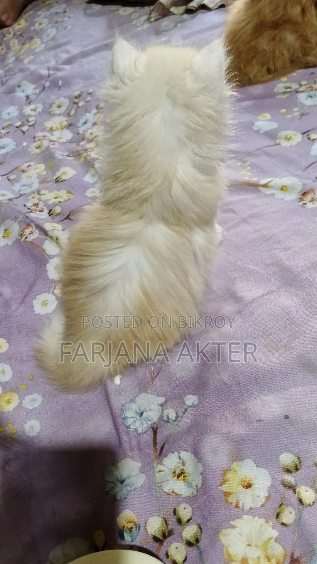 Selling 2 Persian cats: white male and black ash tabby female