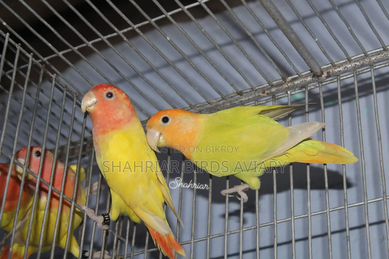 Opaline Lovebird