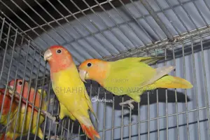 Opaline Lovebird