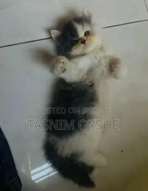 বিড়াল বিক্রয় হবে