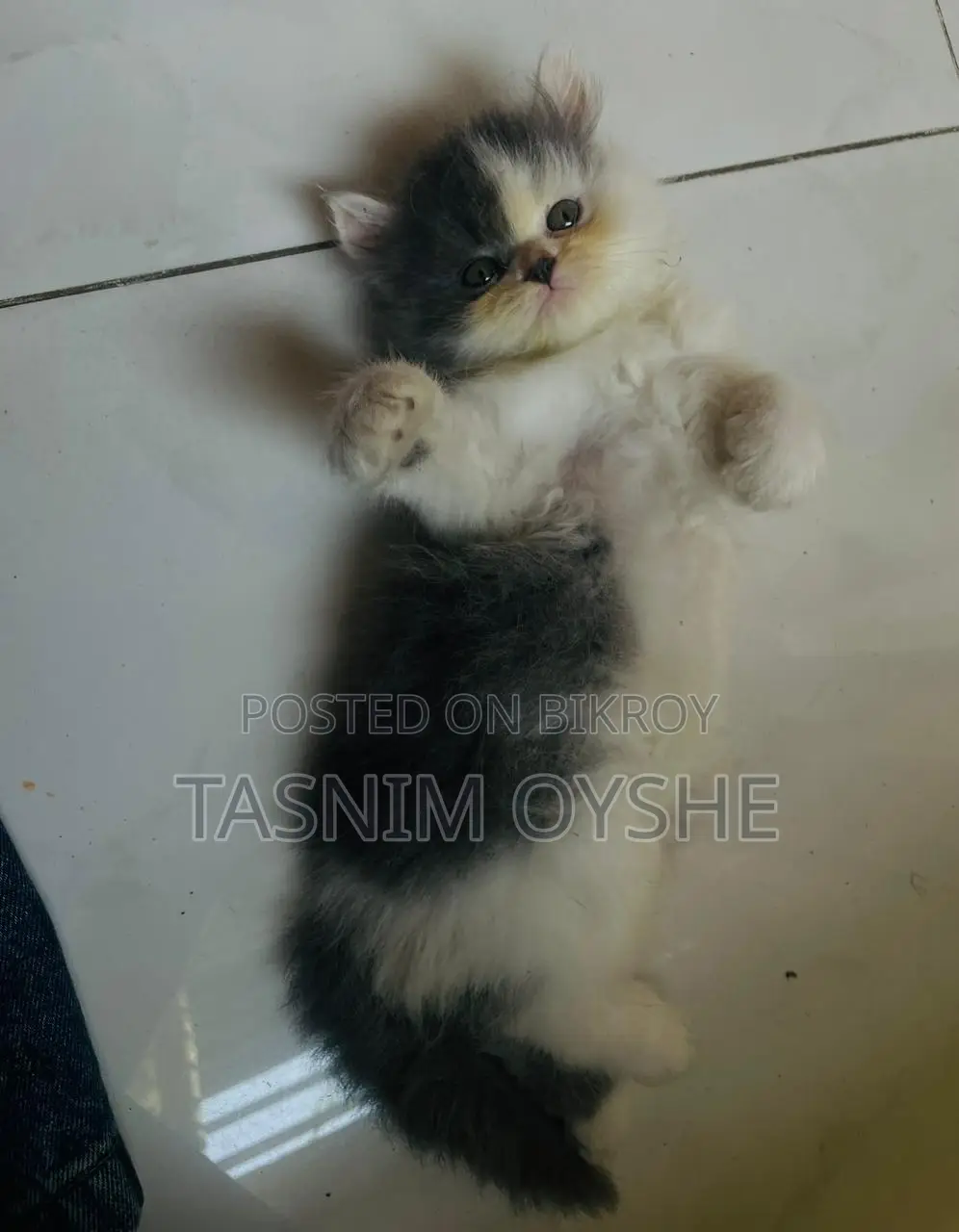 বিড়াল বিক্রয় হবে