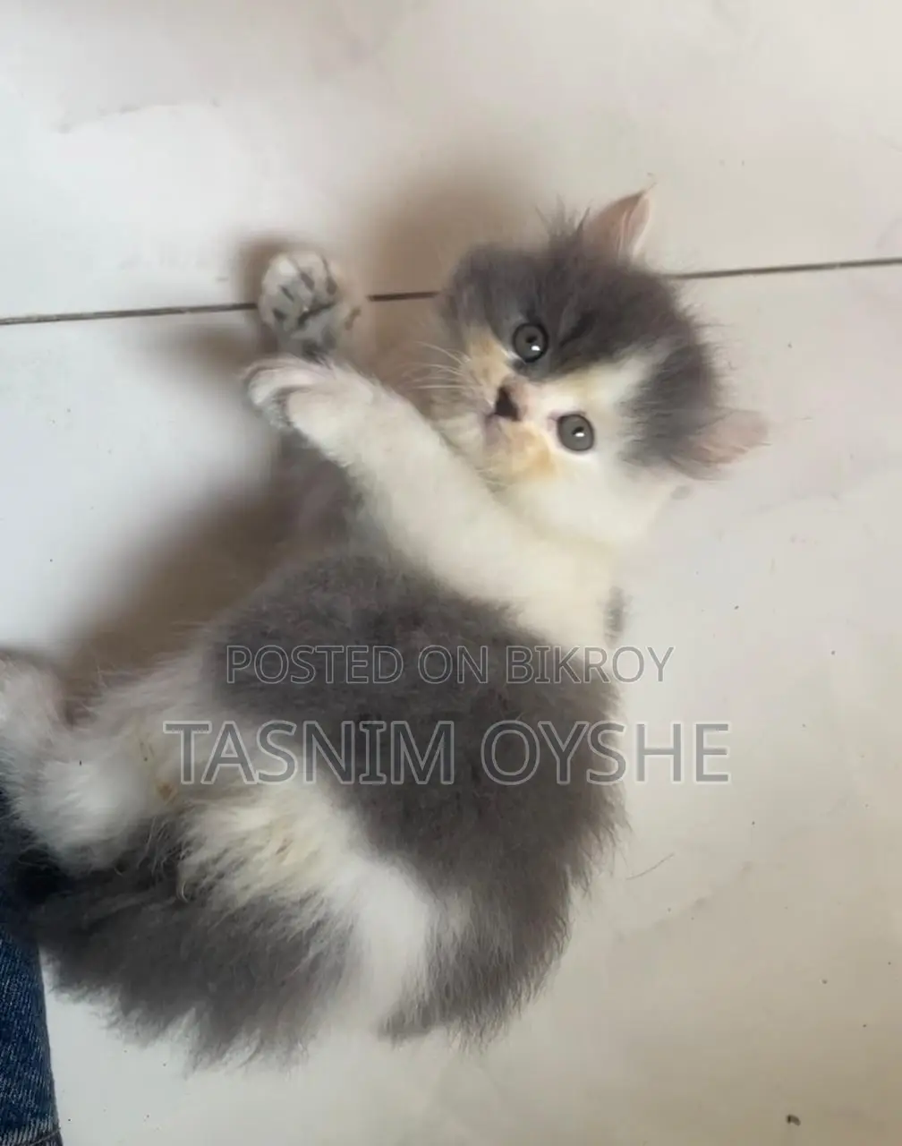 বিড়াল বিক্রয় হবে