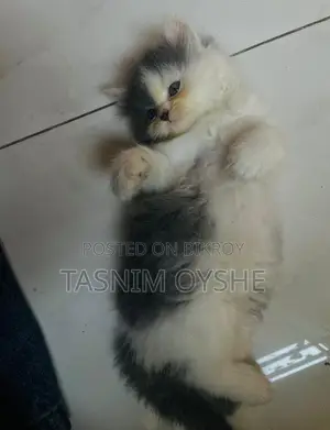 বিড়াল বিক্রয় হবে