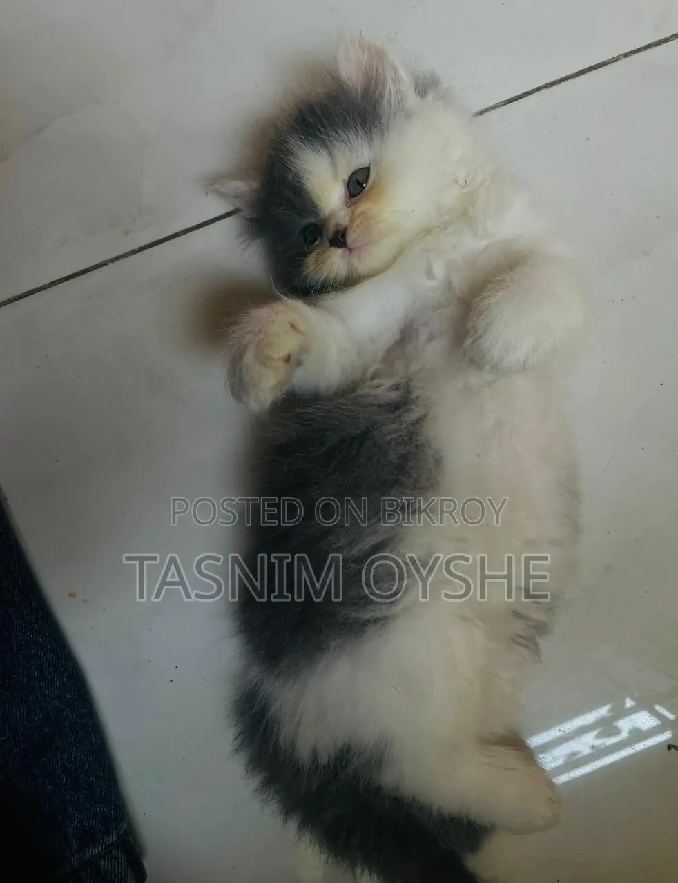 বিড়াল বিক্রয় হবে