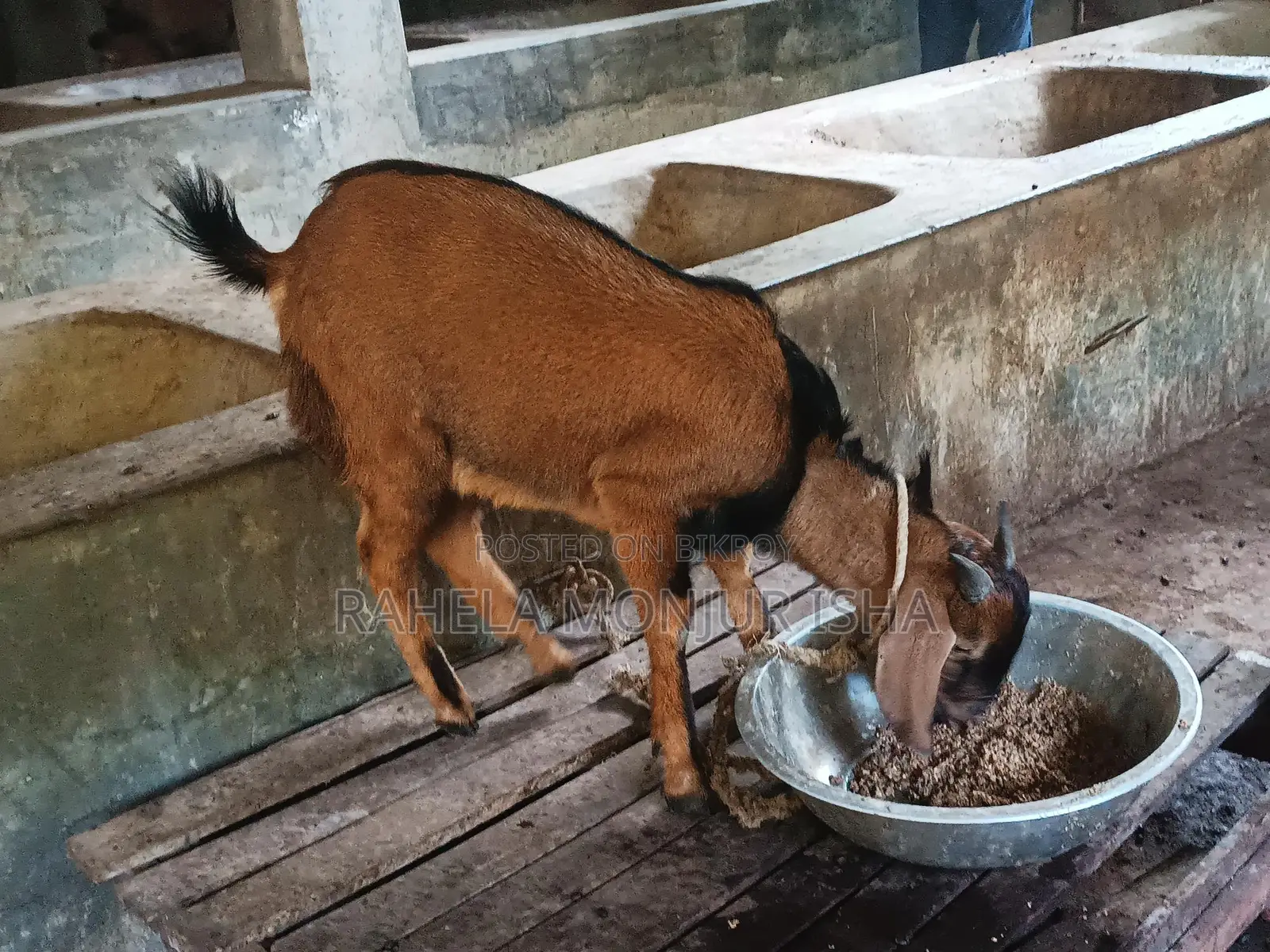 Native Breed Buck Goat for Sale
