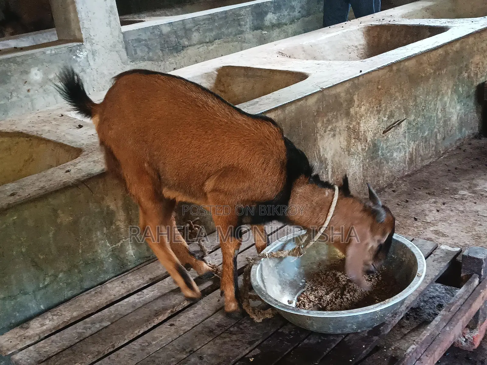 Native Breed Buck Goat for Sale