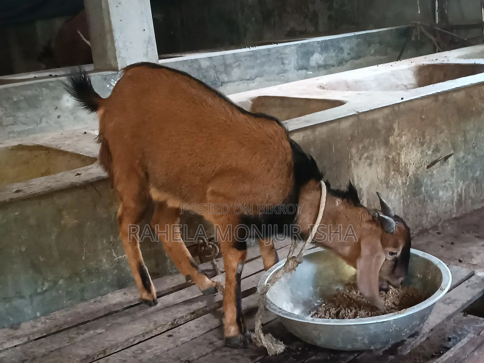 Native Breed Buck Goat for Sale