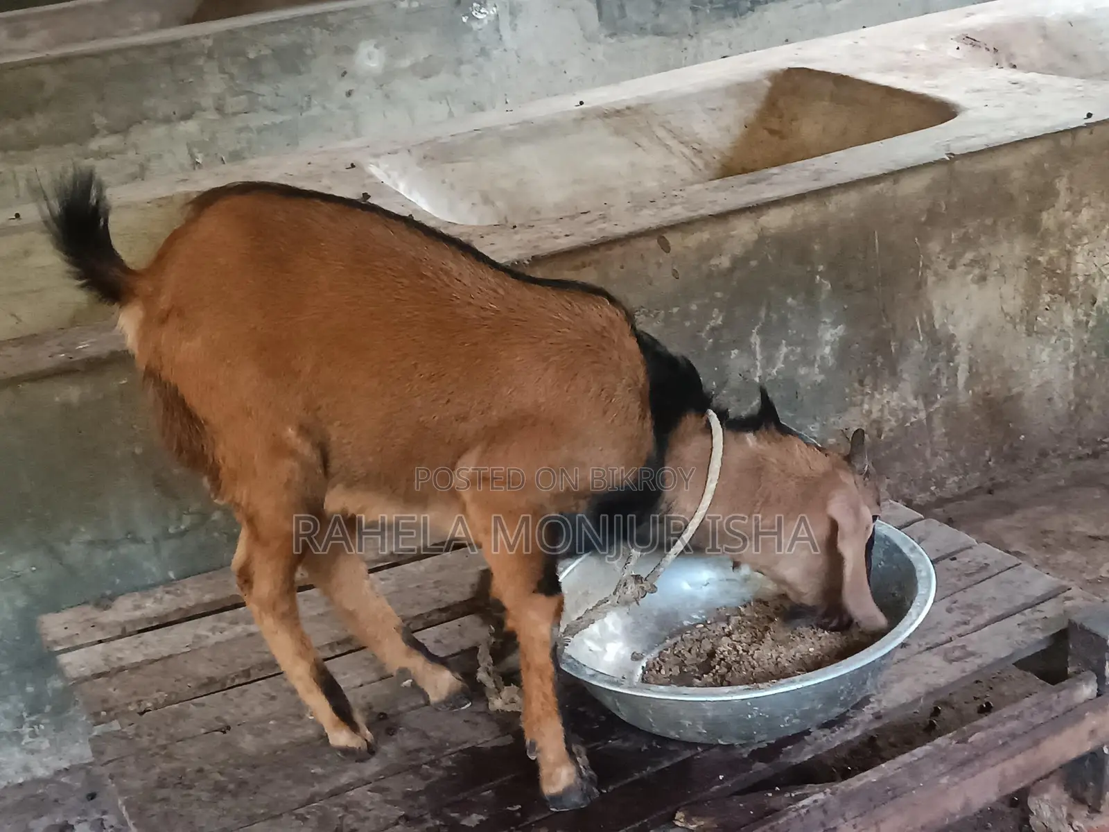 Native Breed Buck Goat for Sale