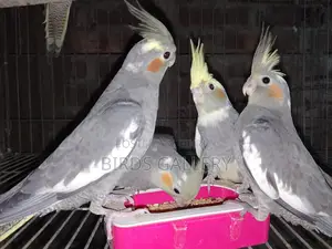 ককাটেল পাখি