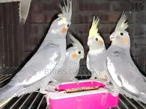 ককাটেল পাখি