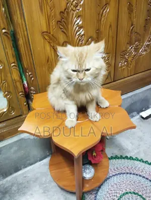 Cat For Sell