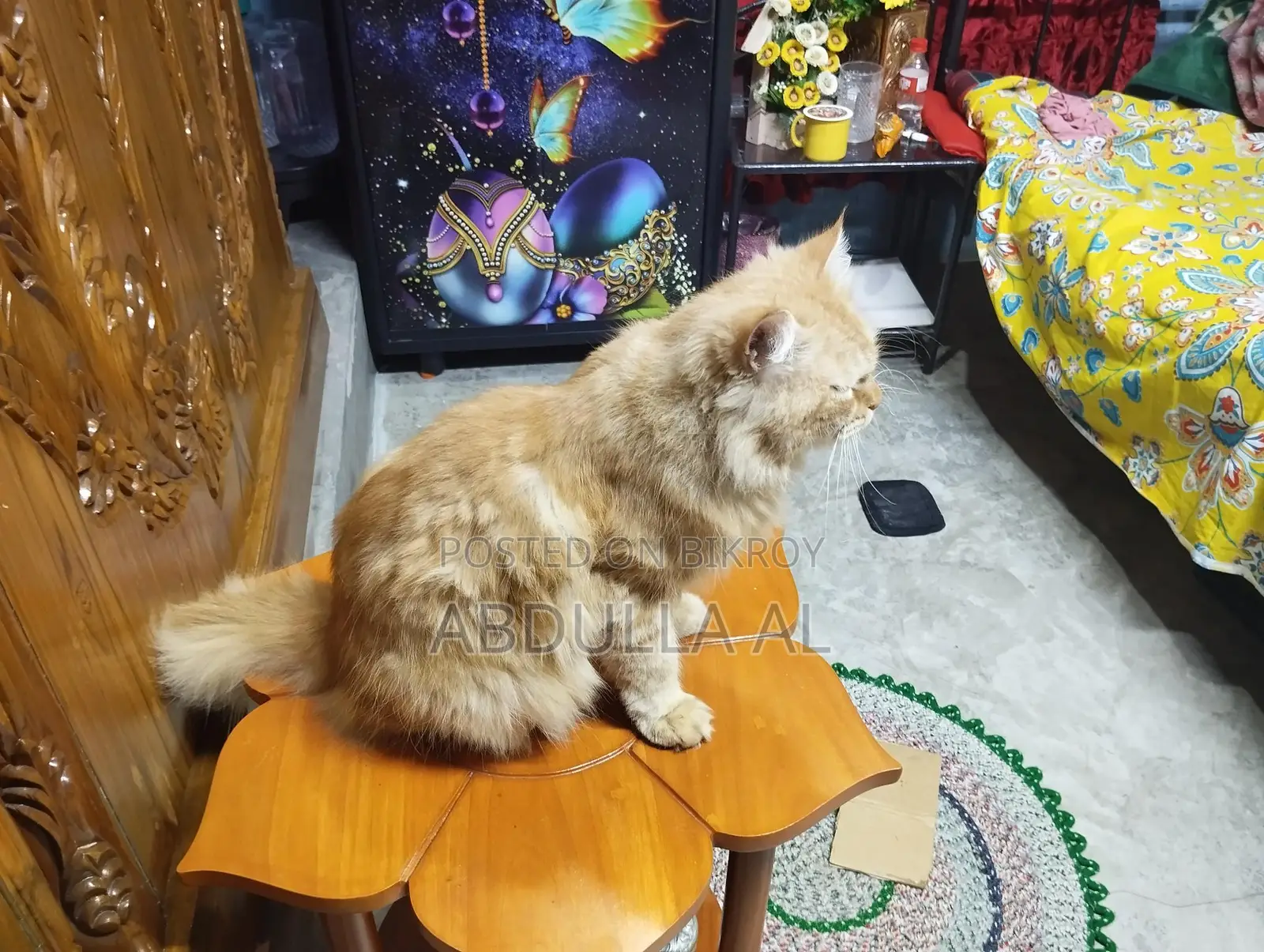Cat For Sell