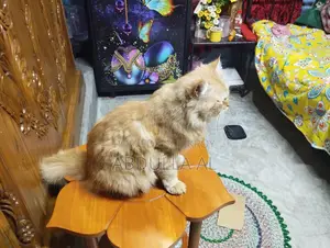 Cat For Sell