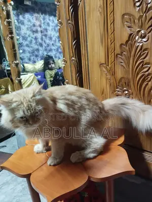 Cat For Sell