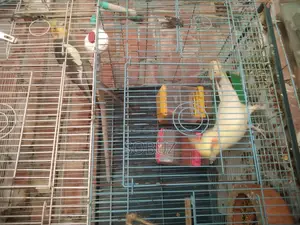 Master payer lotino cocaktil woth baby