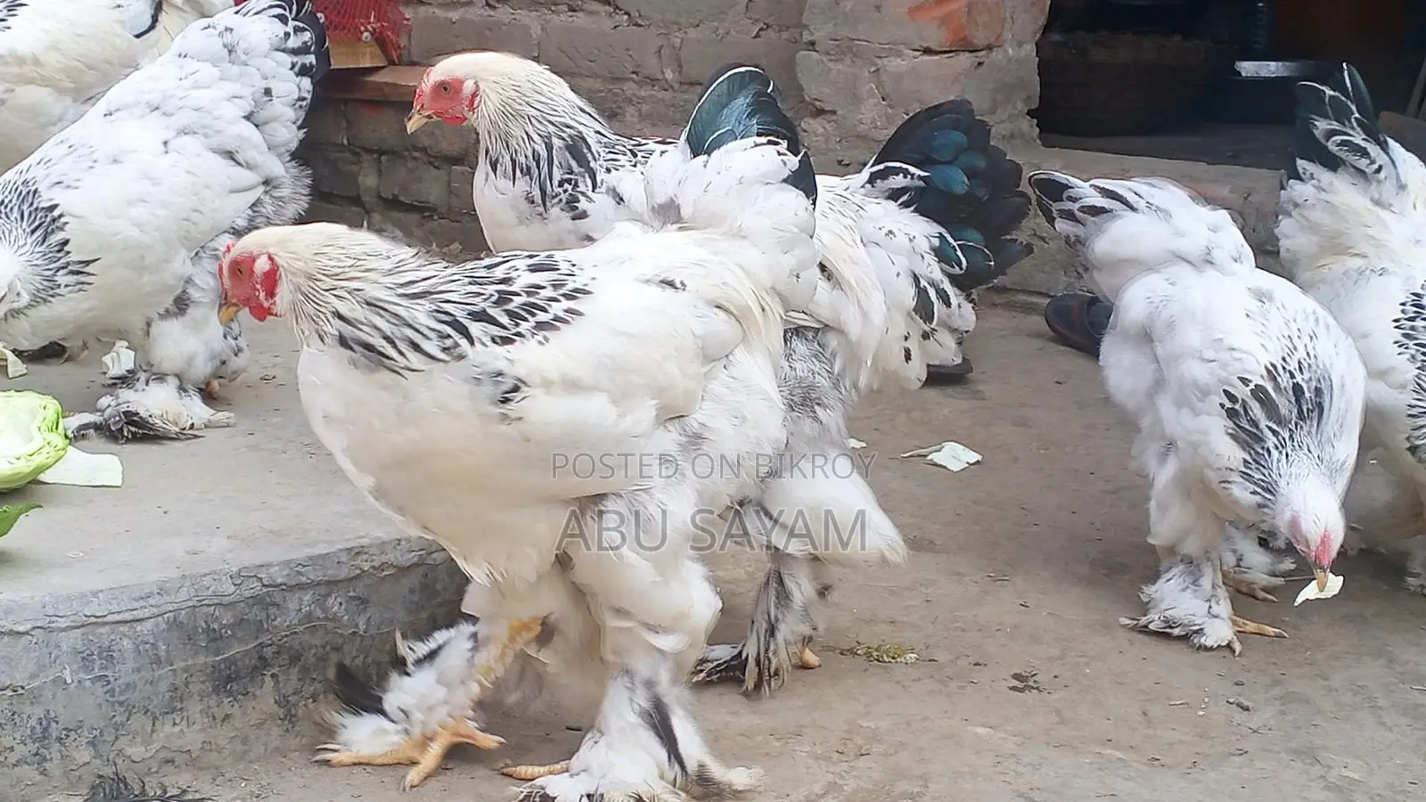 আমেরিকান কলম্বিয়ান লিইট ব্রাহমা।