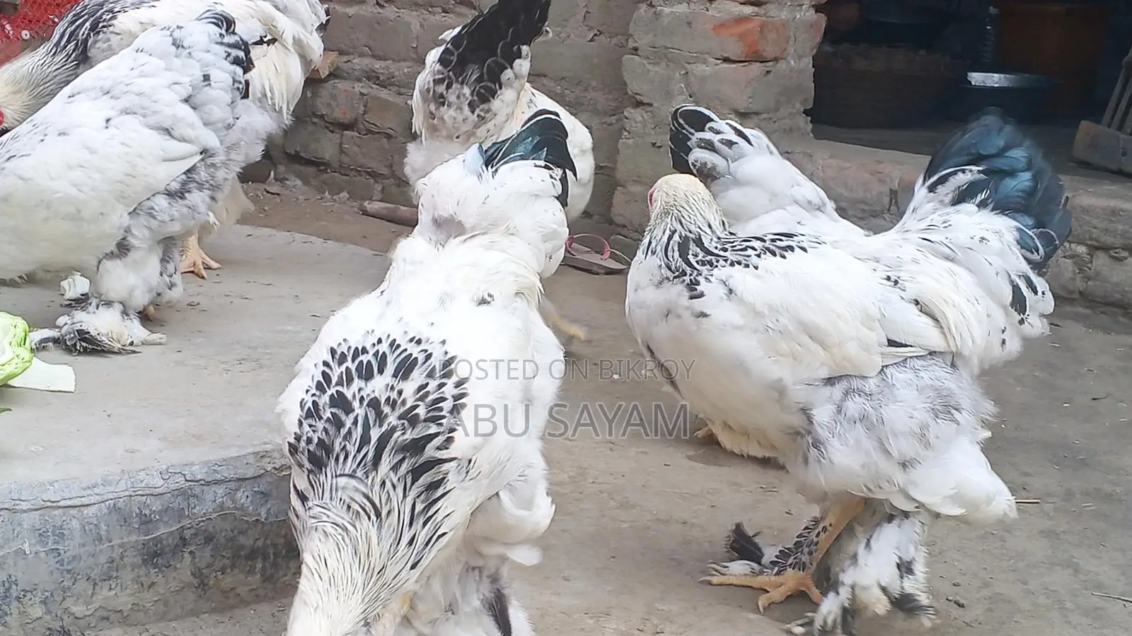 আমেরিকান কলম্বিয়ান লিইট ব্রাহমা।
