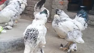 আমেরিকান কলম্বিয়ান লিইট ব্রাহমা।
