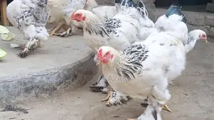 আমেরিকান কলম্বিয়ান লিইট ব্রাহমা।