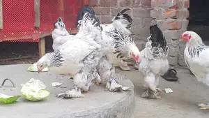 আমেরিকান কলম্বিয়ান লিইট ব্রাহমা।