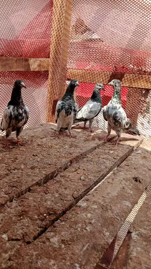 পাখি বিক্রির জন্য