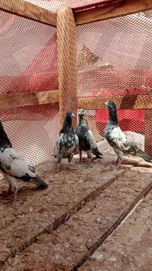 পাখি বিক্রির জন্য
