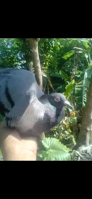 ভাল জাতের রেইসার পাখি