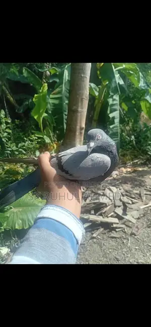 ভাল জাতের রেইসার পাখি