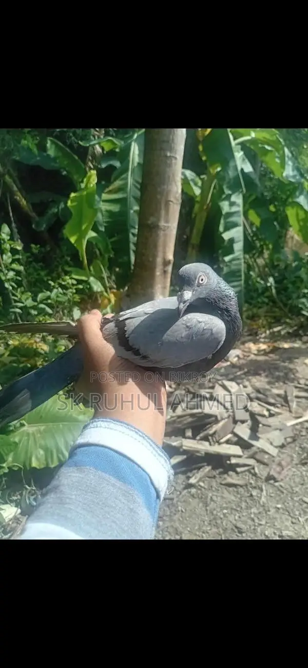 ভাল জাতের রেইসার পাখি