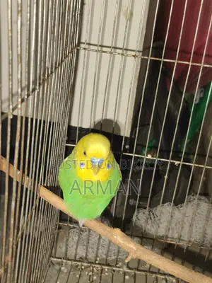বাজরিগার পাখি