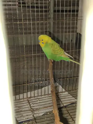 বাজরিগার পাখি