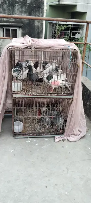 খাঁচা বিক্রি হবে