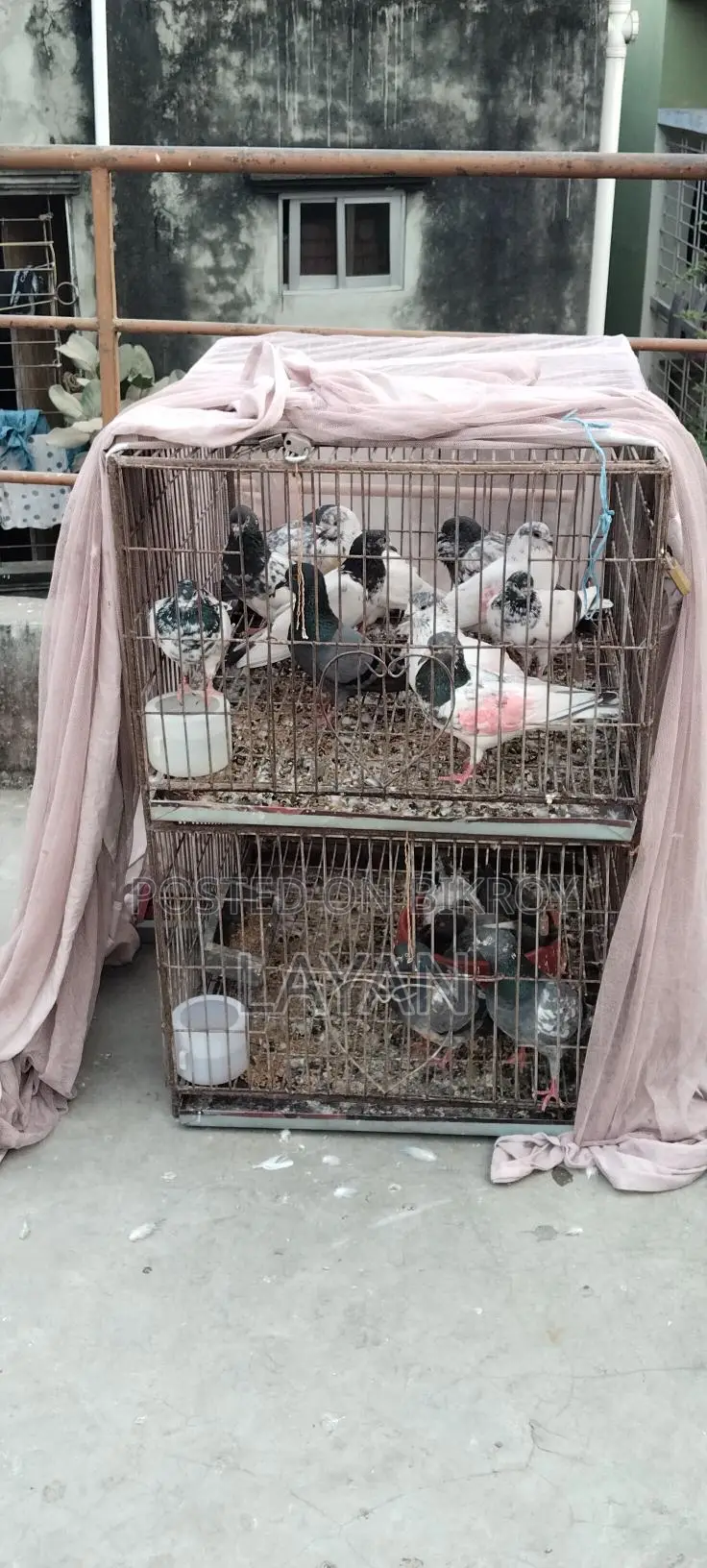খাঁচা বিক্রি হবে