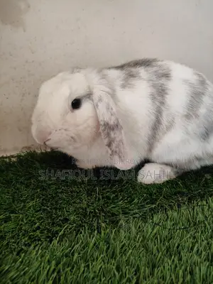 Rabbit for Sale