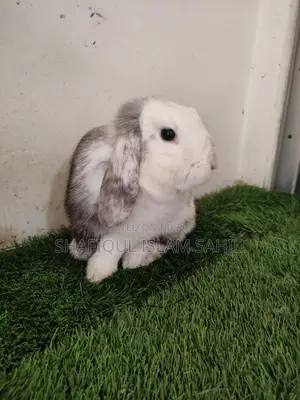 Rabbit for Sale